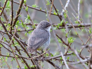  - Yellow-vented Eremomela