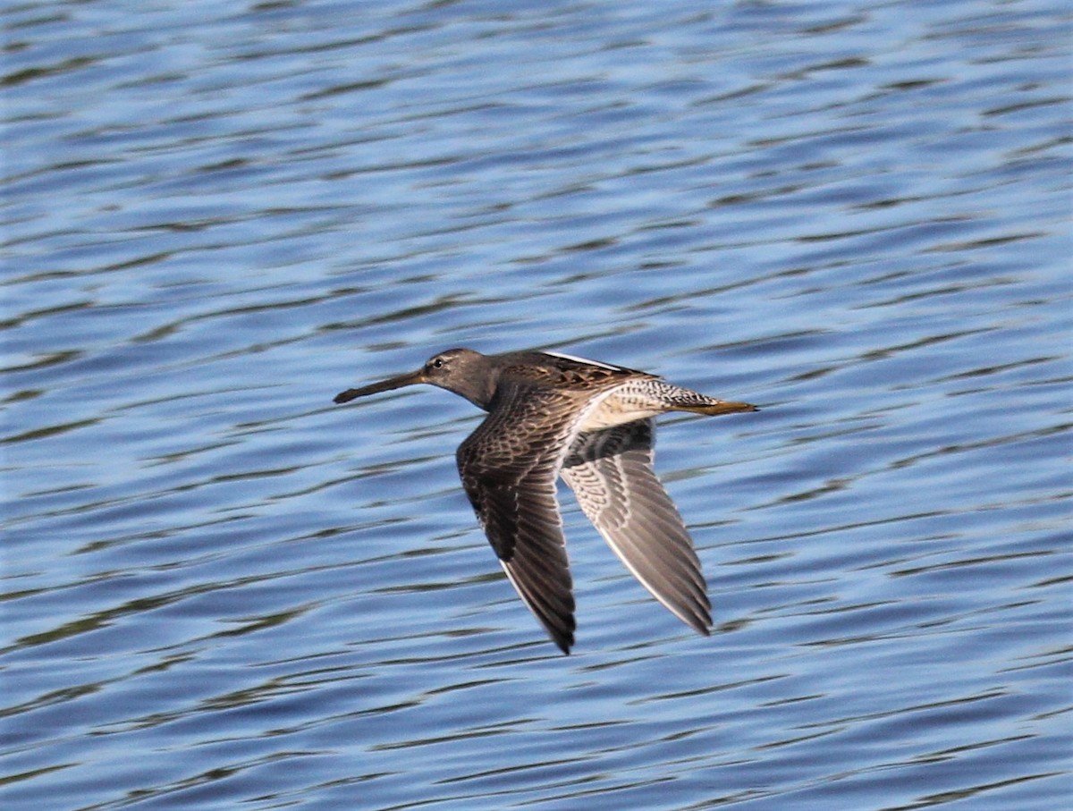 Long-billed Dowitcher - ML371359891