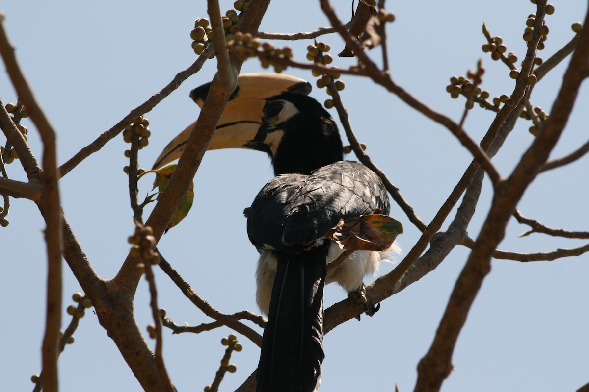Oriental Pied-Hornbill - Rainer Seifert