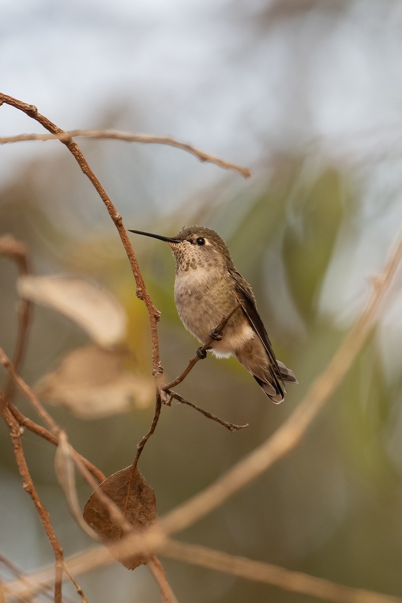 Anna's Hummingbird - ML371367111