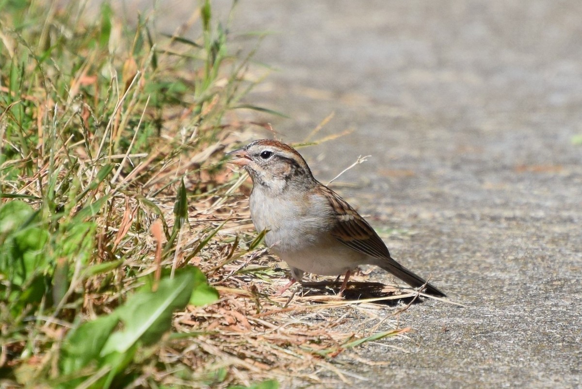 Chipping Sparrow - ML37136811