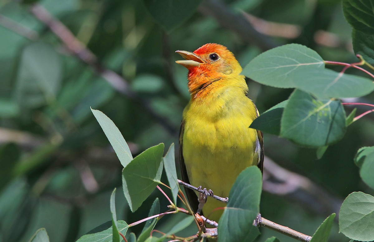 Western Tanager - ML371373781