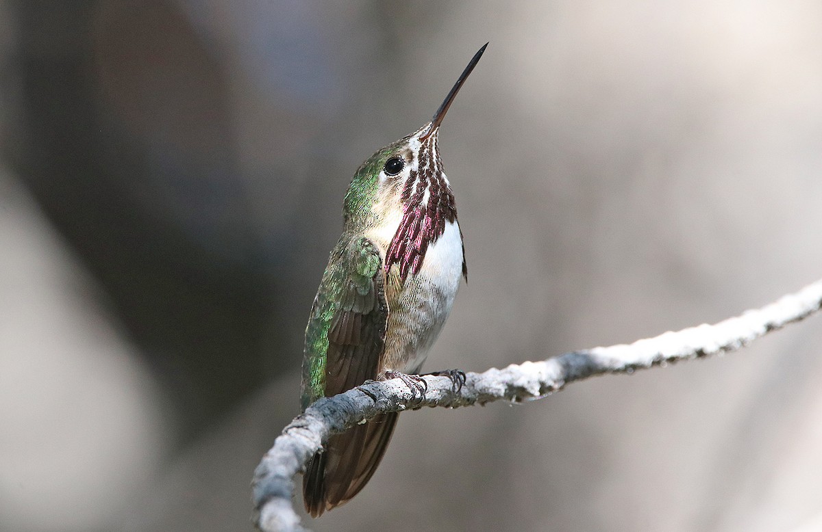 Calliope Hummingbird - ML371376081