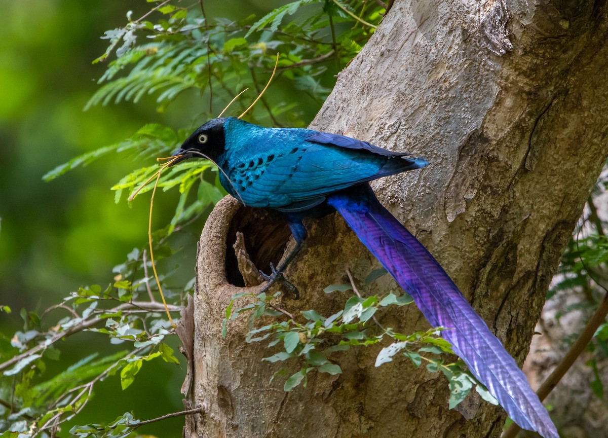 Long-tailed Glossy Starling - ML371376261