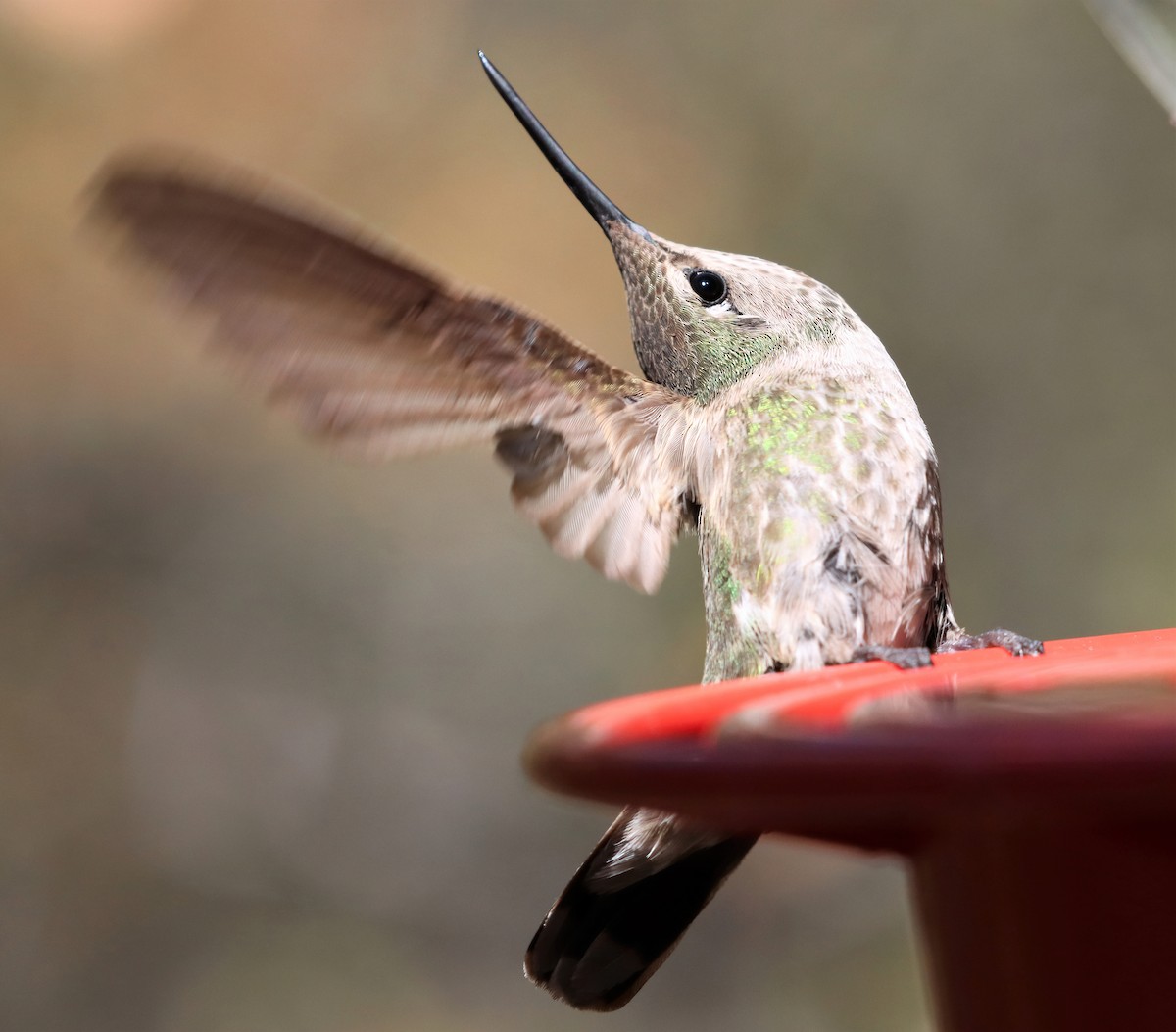 Anna's Hummingbird - Araks Ohanyan