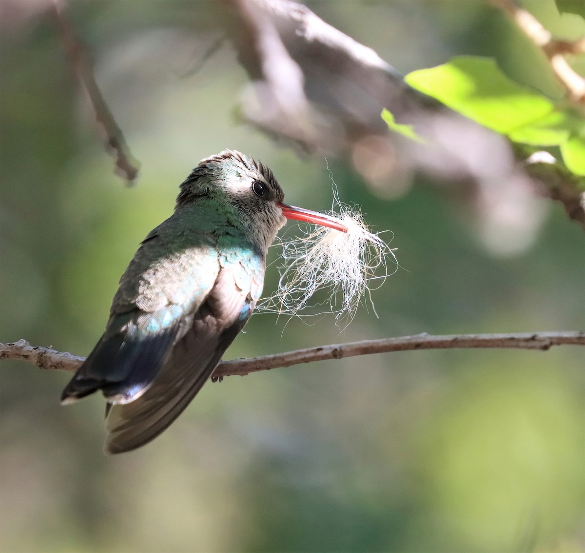 Broad-billed Hummingbird - ML371379751