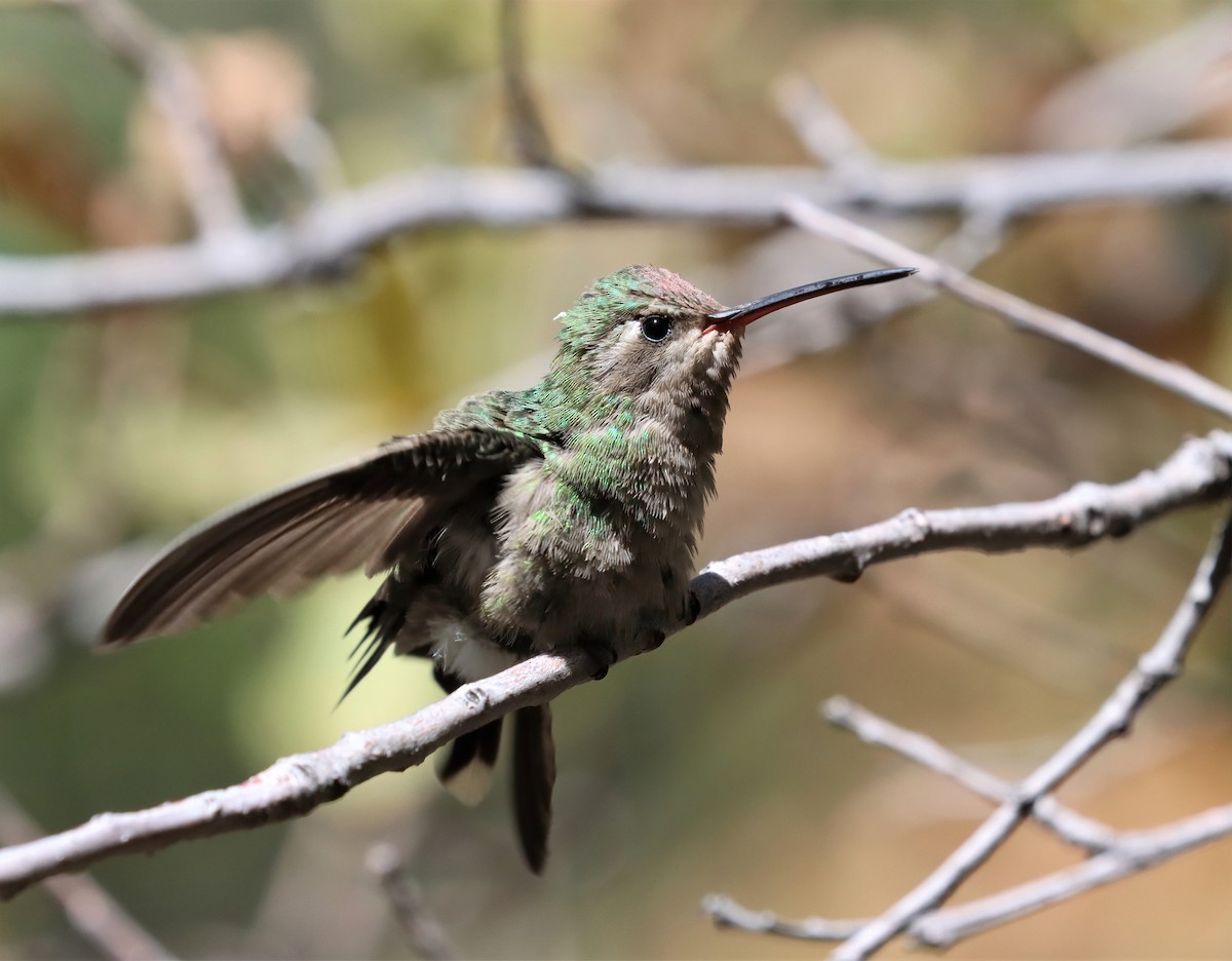 Broad-billed Hummingbird - ML371379781