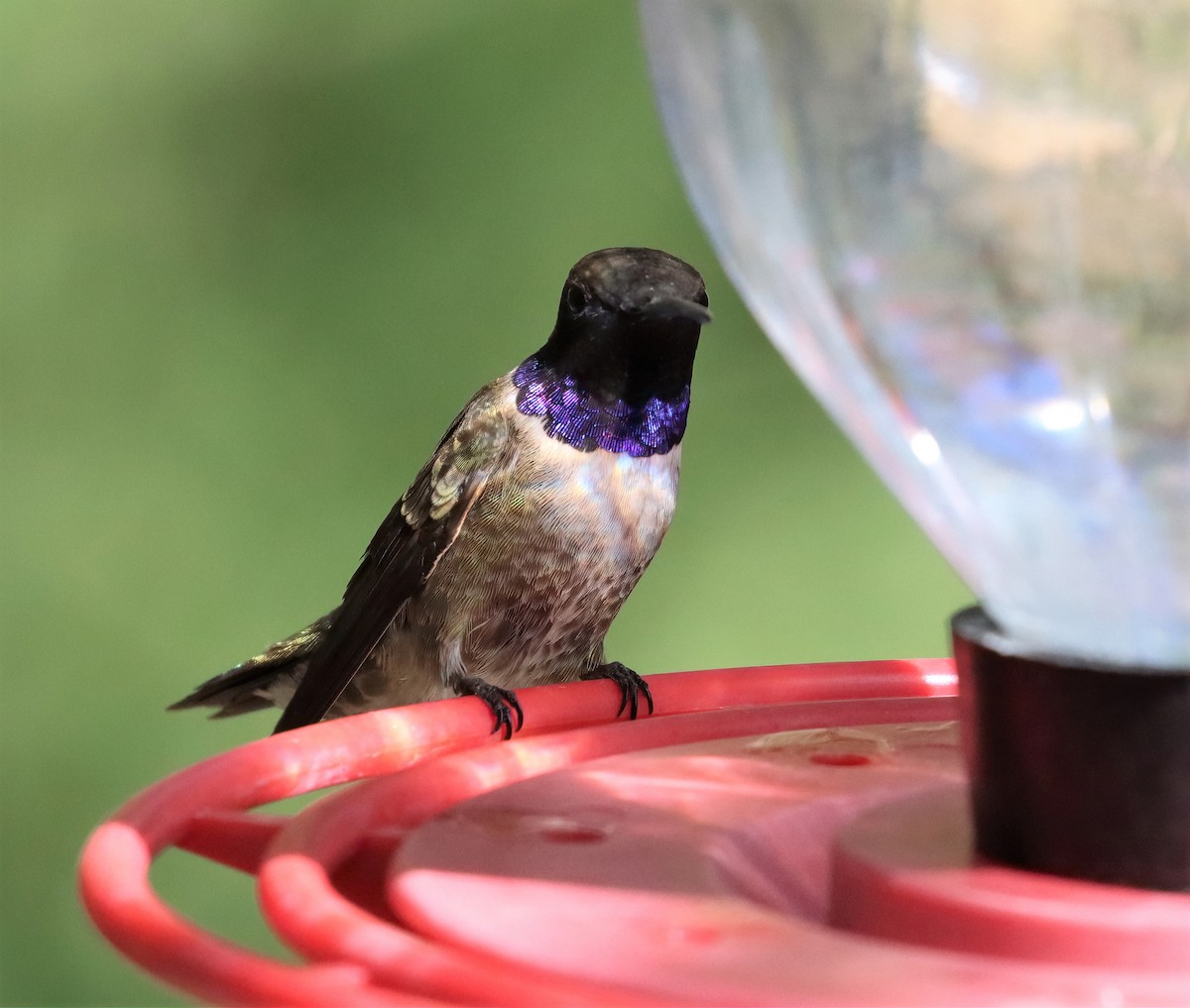 Black-chinned Hummingbird - ML371379831