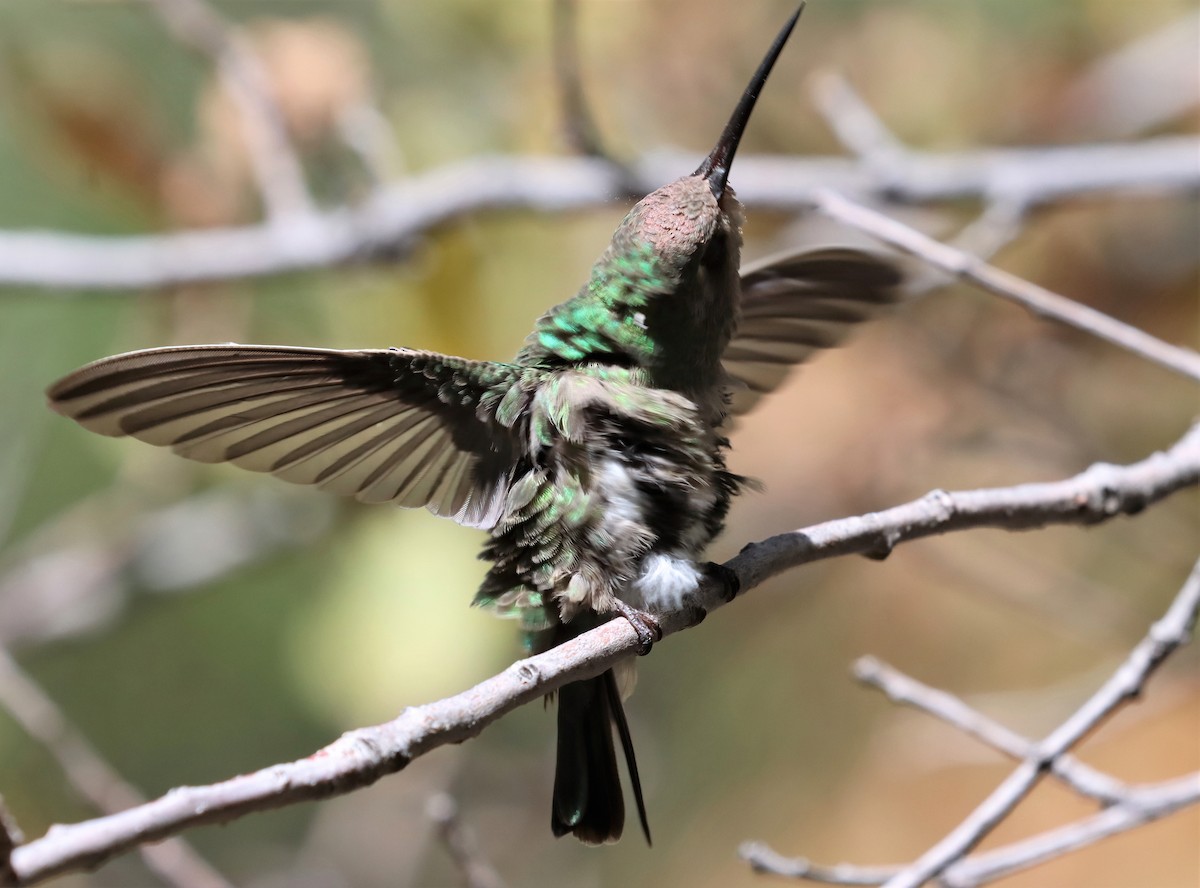 Broad-billed Hummingbird - ML371379841