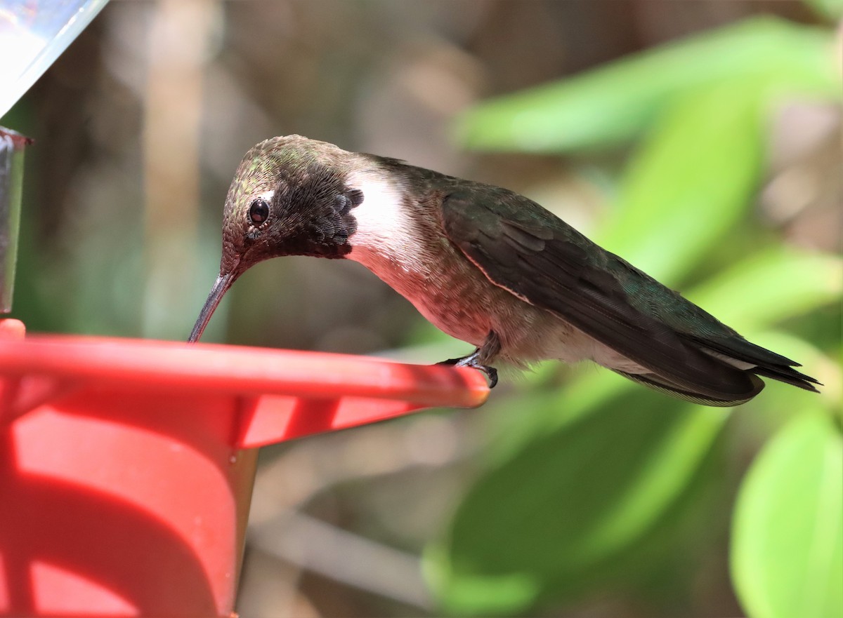 Black-chinned Hummingbird - ML371379851