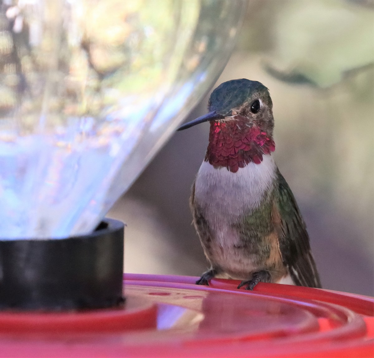 Broad-tailed Hummingbird - ML371379911