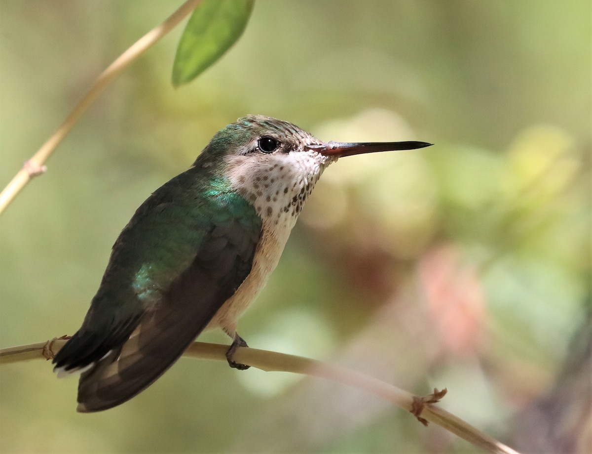 Calliope Hummingbird - Araks Ohanyan