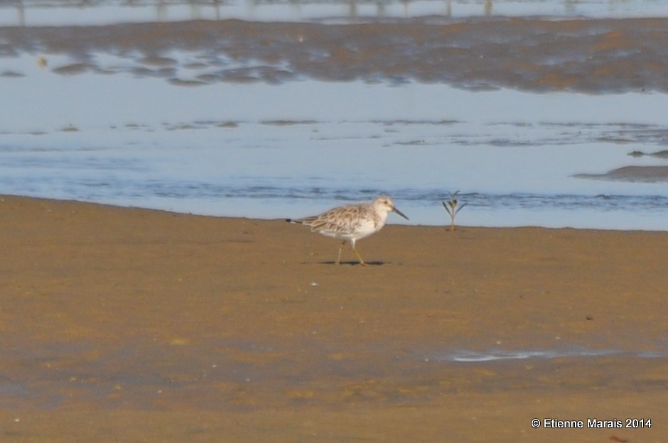 Great Knot - ML371386551
