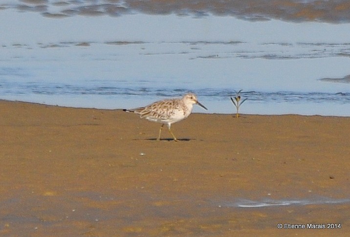 Great Knot - ML371386601