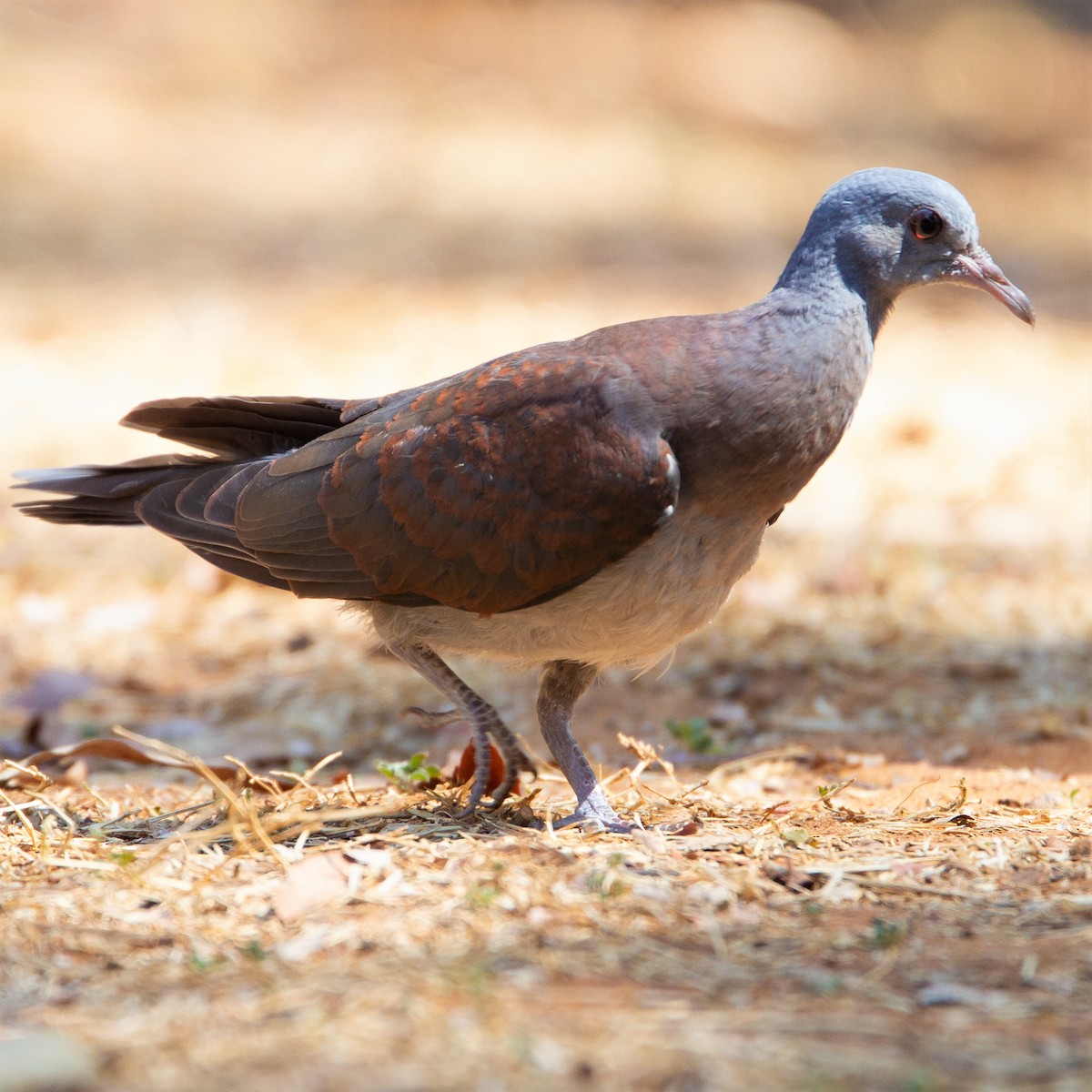 Malagasy Turtle-Dove - ML371399631