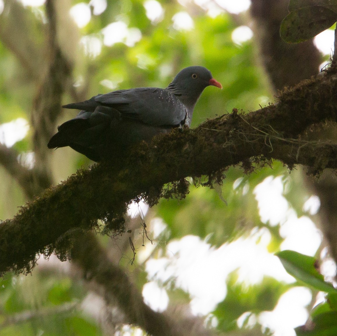 Cameroon Pigeon - ML371409761