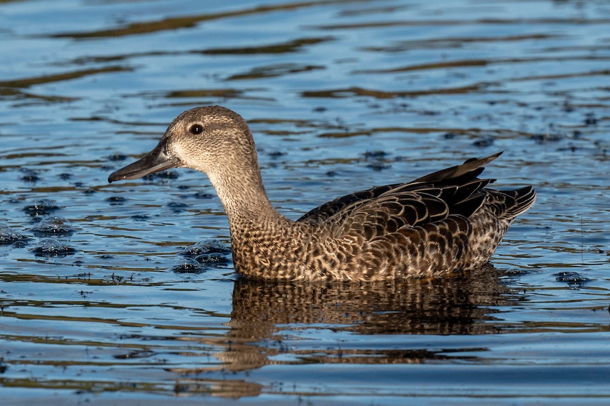 Blue-winged Teal - ML371411011