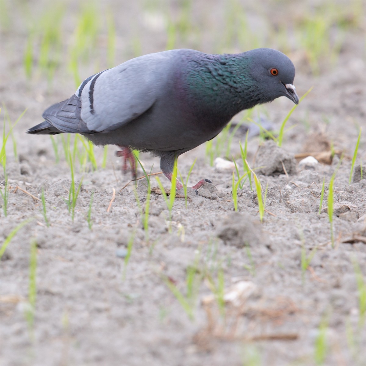 Rock Pigeon (Feral Pigeon) - Werner Suter