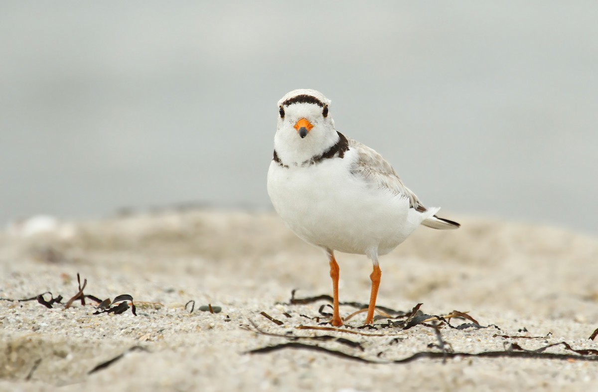 Piping Plover - ML37143151