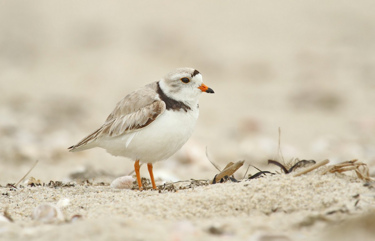 Piping Plover - ML37143171