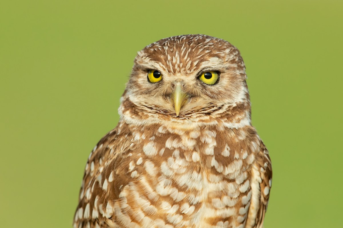 Burrowing Owl - ML371431781