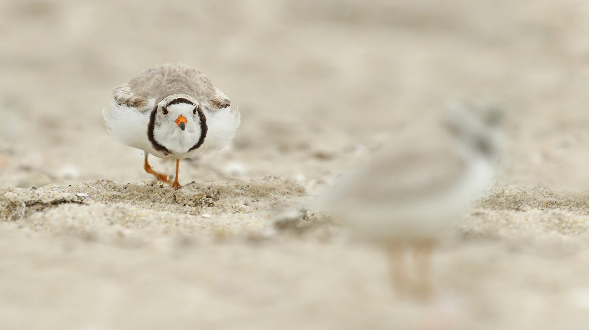 Piping Plover - ML37143181