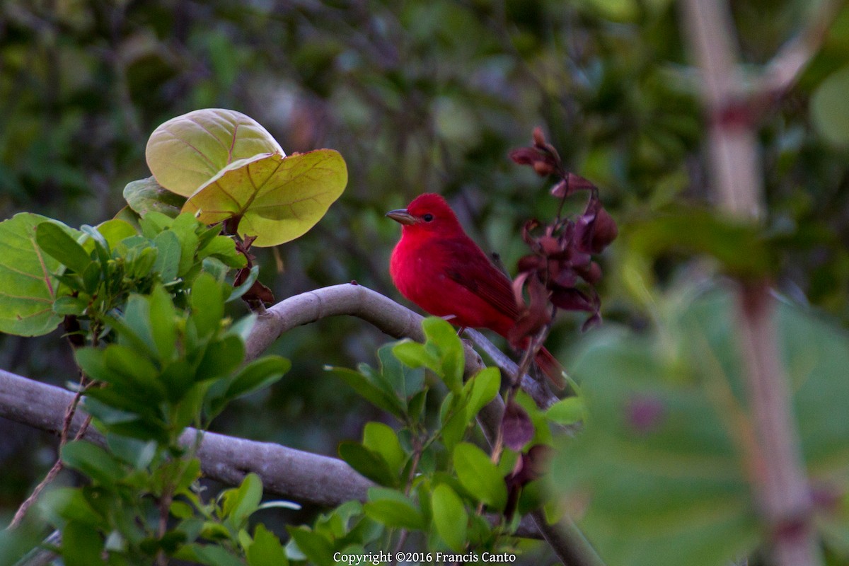 Summer Tanager - Francis Canto Jr