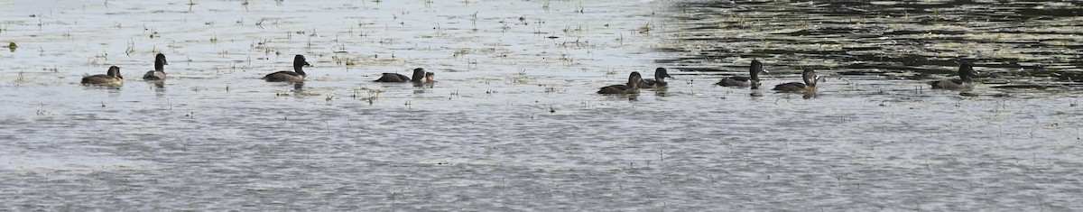 Ring-necked Duck - Rayfield  Pye