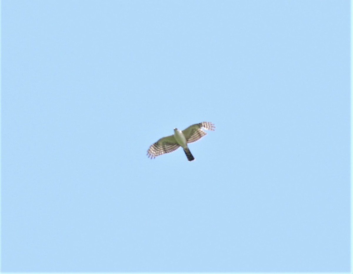 Sharp-shinned Hawk (White-breasted) - Josue  de León Lux (Birding Guide) josuedeleonlux@gmail.com +502 3068 8988