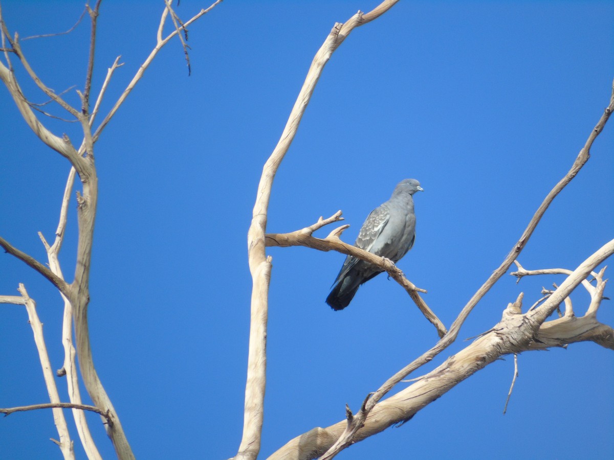 Spot-winged Pigeon - ML371449901