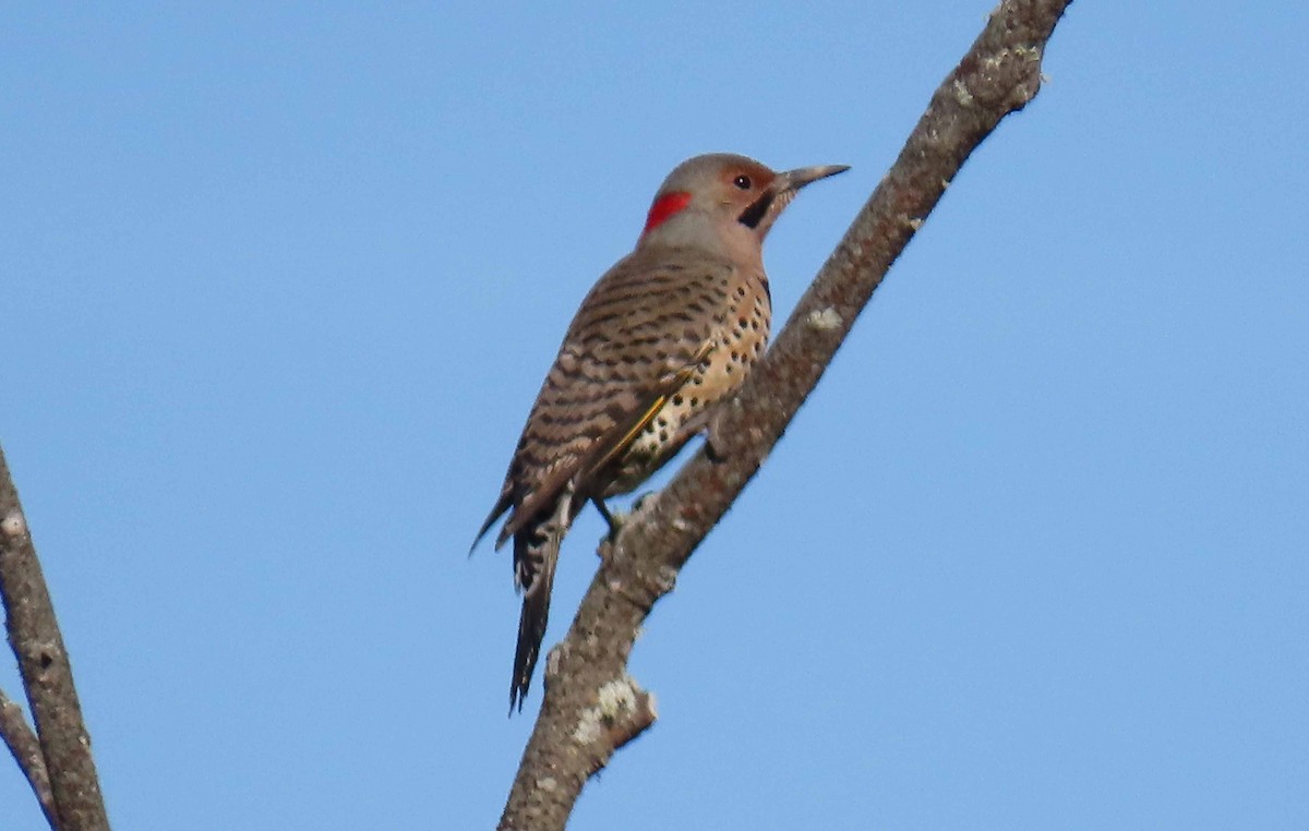 Northern Flicker (Yellow-shafted) - ML371455901