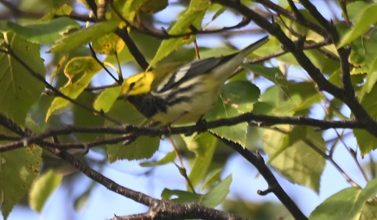 Black-throated Green Warbler - ML371456731
