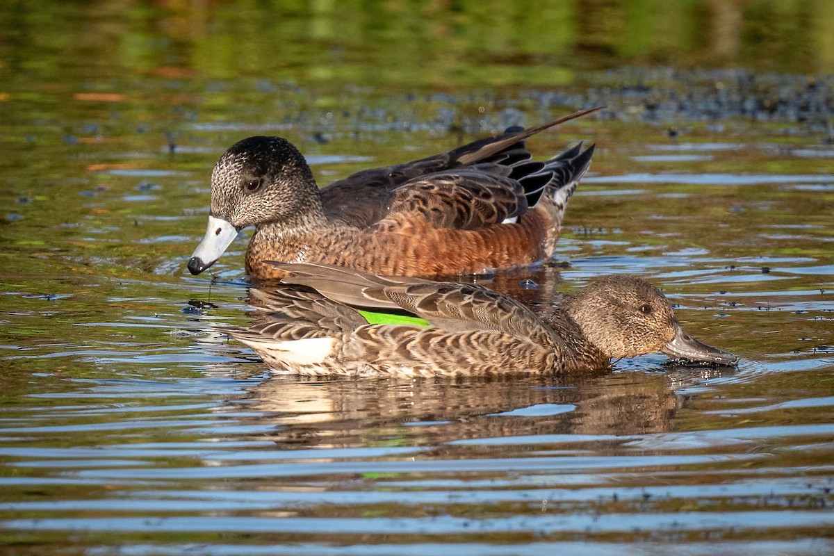 Green-winged Teal - ML371464711