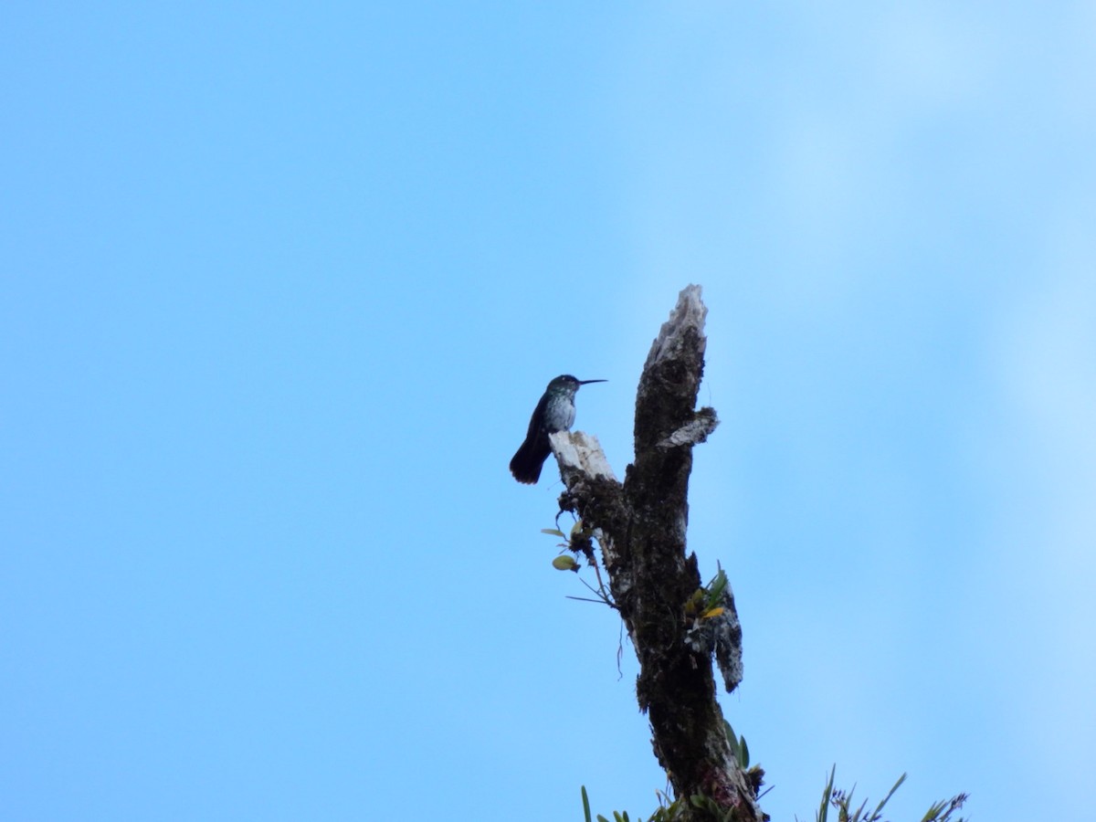 Many-spotted Hummingbird - Luis Alberto Salagaje Muela