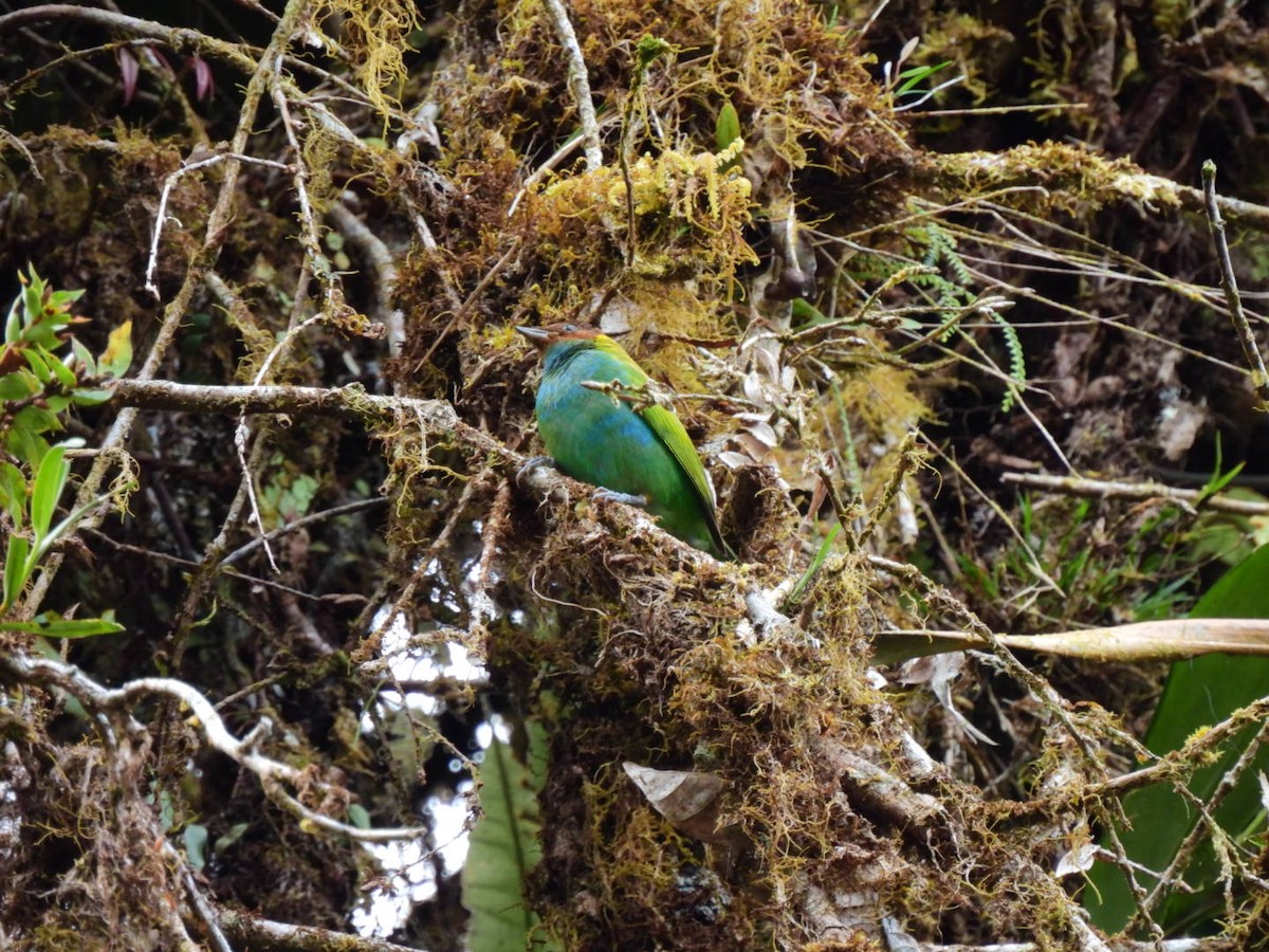 Bay-headed Tanager - ML371470641