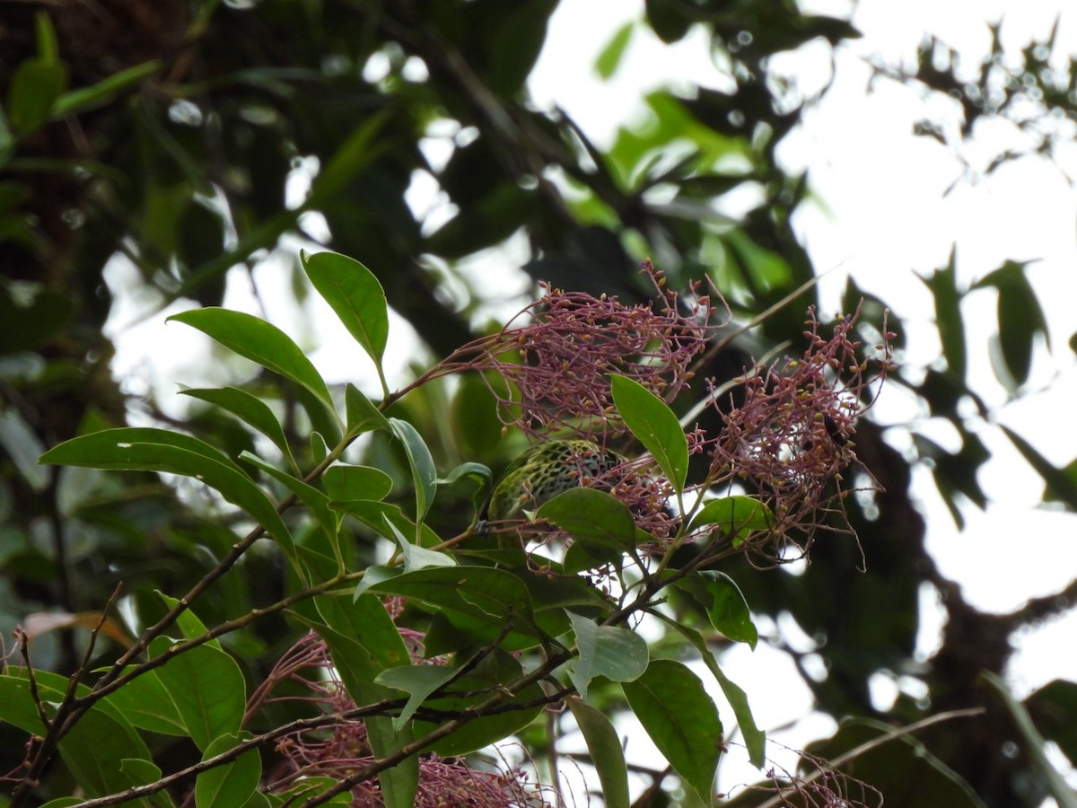 Spotted Tanager - ML371470831