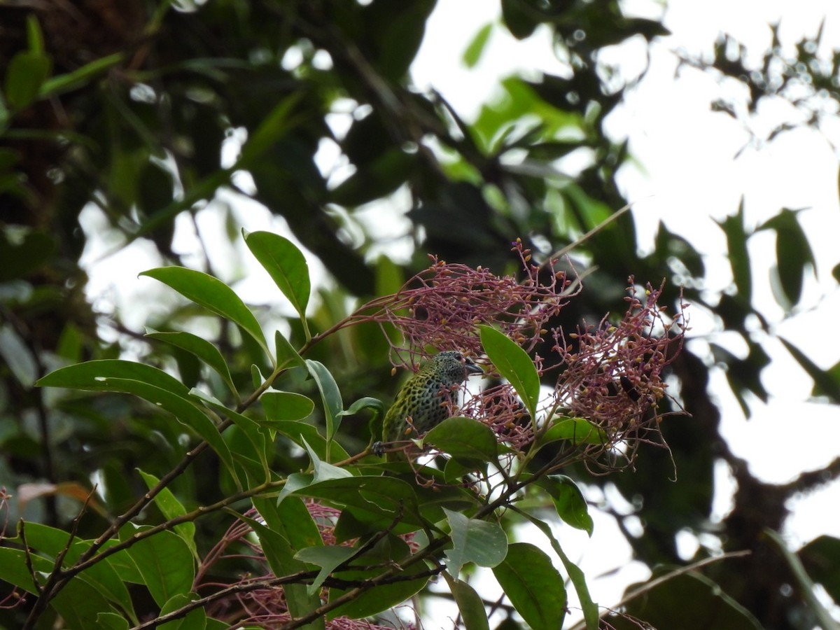 Spotted Tanager - ML371470841