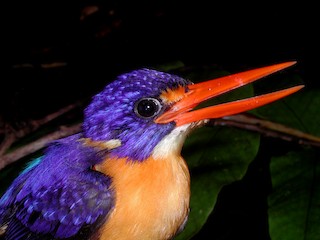  - New Georgia Dwarf-Kingfisher