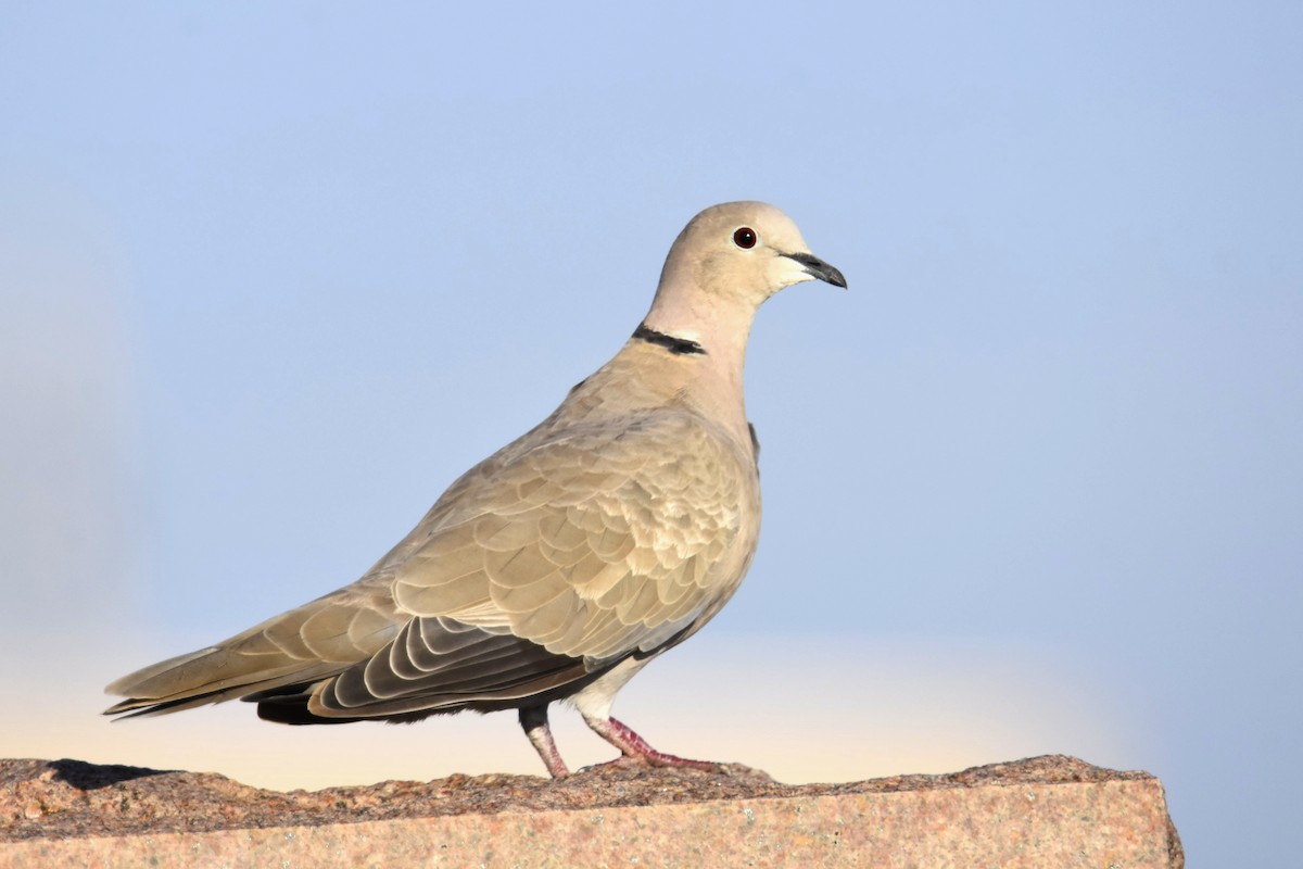 Eurasian Collared-Dove - ML371490691