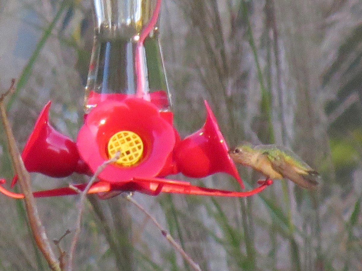 Calliope Hummingbird - ML371490701