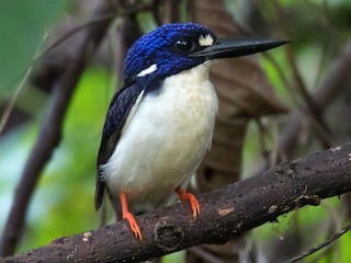  - Makira Dwarf-Kingfisher