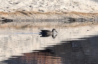 Blue-winged Teal, ML371492581