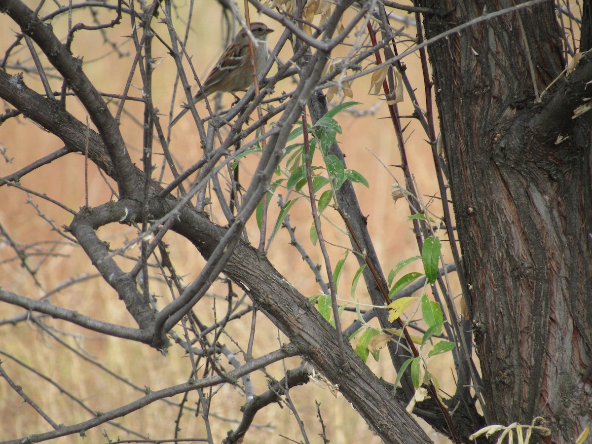 American Tree Sparrow - ML37149261