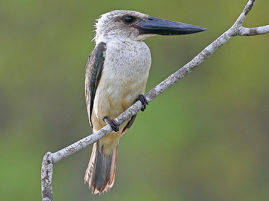 Great-billed Kingfisher - James Eaton