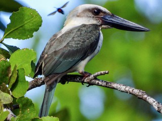 セレベスコウハシショウビン - eBird