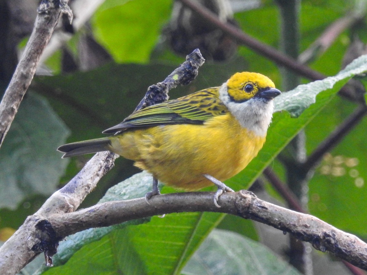 Silver-throated Tanager - ML371494191