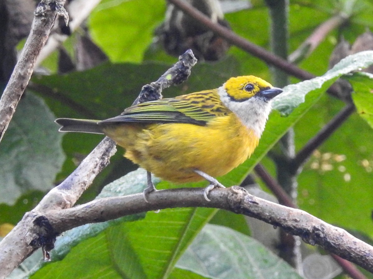 Silver-throated Tanager - ML371494221