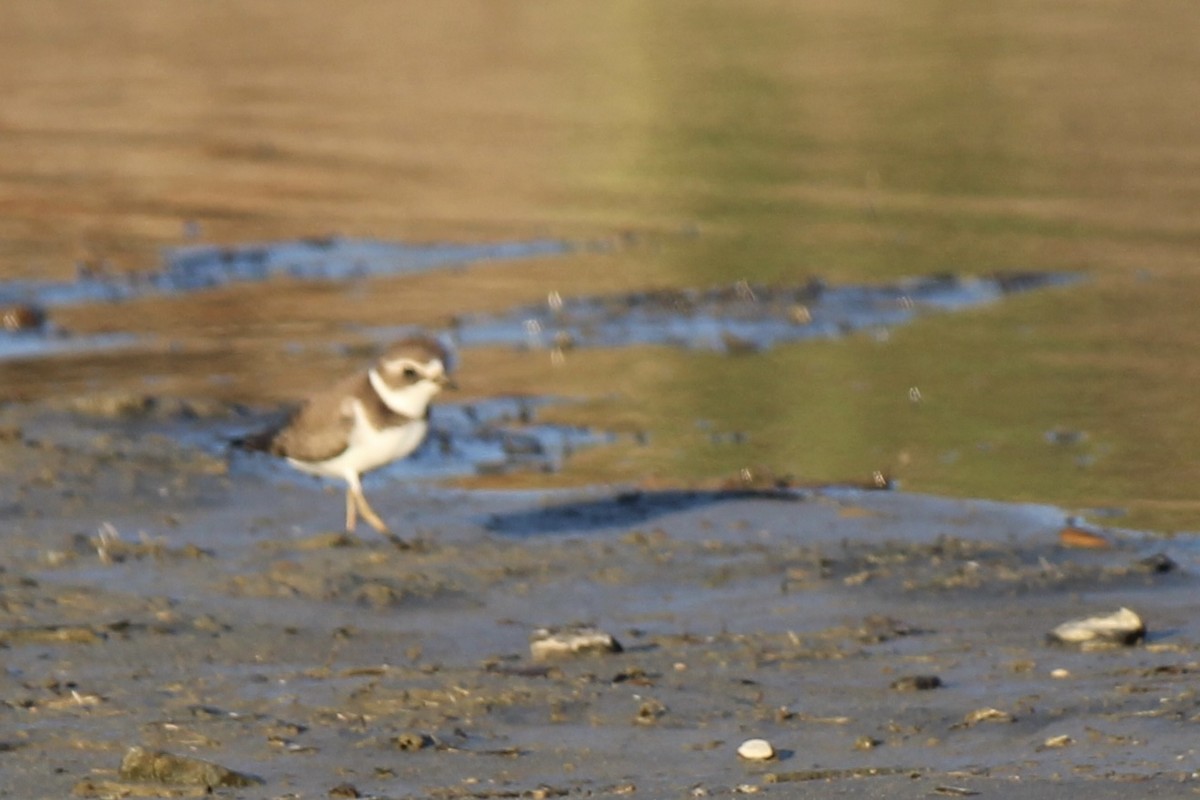Semipalmated Plover - ML371495621