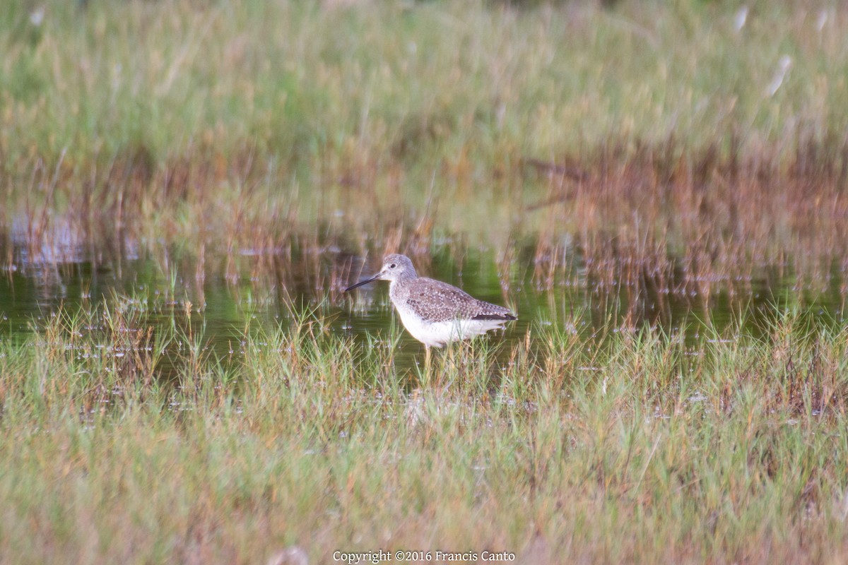 Greater Yellowlegs - Francis Canto Jr