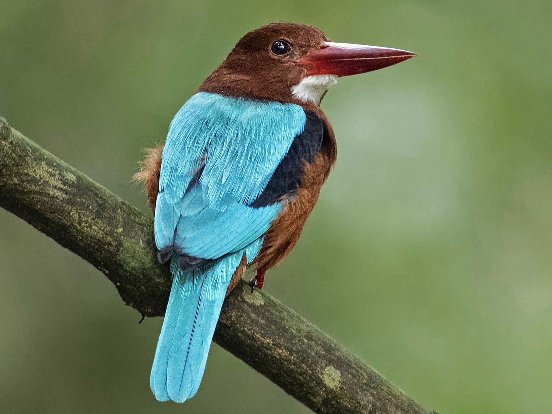 Brownbreasted Kingfisher eBird